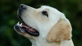 Criadero de Labrador Retriever Hymagyna