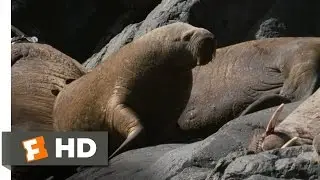 Arctic Tale (8/10) Movie CLIP - Walrus Island (2007) HD