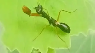 The Giant Asian Shield Mantis / Praying Mantis 