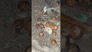 i see gary 😅 and his family eating cat shit🤣🤮