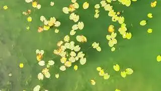Le lac Genin (Charix - Ain. Voyage en drone.