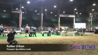 2016 NWSS Market Lamb Grand Champion Drive