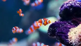 Clownfish Haven: A Stunning Underwater Dance | Nature&rsquo;s Paws 🌊🐠