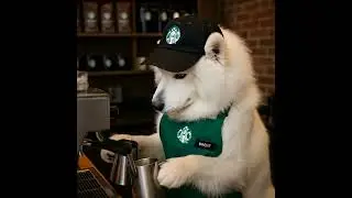 Barista Dog at Starbucks ☕🐶 사모예드 스타벅스