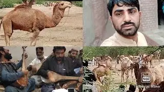 vlogers balochi music mela cattleshow