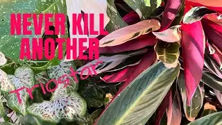 The secret(s) to Grow Gorgeous Stromanthe | The Barefooted Gardener