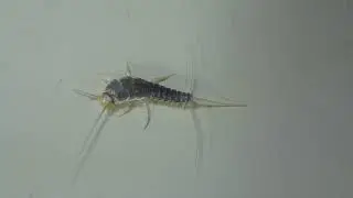 Silverfish insect crawling HD (Family Lepismatidae)