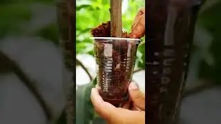 🌿MANGO Tree Propagation Secrets Successful Gardeners Use Daily #mango #gardening