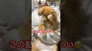 短いおてて🤭 #犬のいる生活 #パピックス #シニア犬