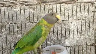 Here is my new plum headed parrot #parrot #talkingparrot