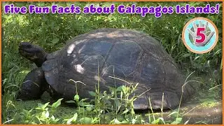 Five Facts about the Galapagos Islands! (2-Minute Learning Video for Kids!)