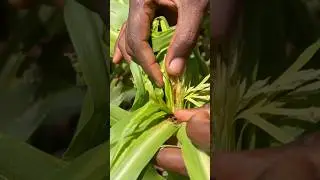 Dangerous Fall Armywarm #farming #trend #youtubeshorts #shorts #short #agriculture