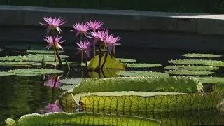 Denver Botanic Gardens prepares for Waterlily Weigh-Off