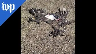 Chicago's &lsquo;Rat Hole&rsquo; draws a crowd