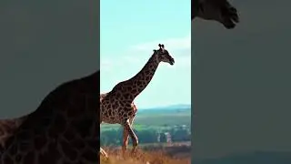 This Baby Giraffe Grows WAY Bigger Than You Expect 😱 #shorts #giraffe #animaltransformation #viral