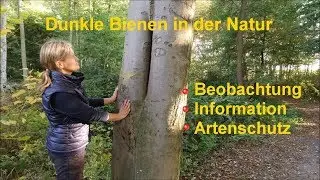 Die dunkle Biene in der Natur