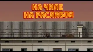 На чиле на раслабоне (BRAIN / OUT)