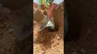 Chikoo🌰Plantation🌱Method . #satisfying #chikoo #shorts #short #4k