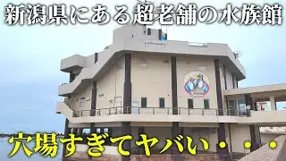 【超穴場】99%の人が知らない新潟の水族館がヤバすぎた！寺泊水族博物館【水族館マニアが徹底解説レビュー】