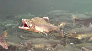 Pink Salmon Migrating | Record Pink Salmon Run for British Columbia