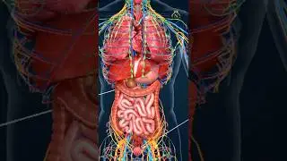 Urinary system 3d animation #shorts #medical #urinarysystem #biology