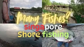 SINGAPORE ISLANDWIDE Shore Fishing - Many Fishes??