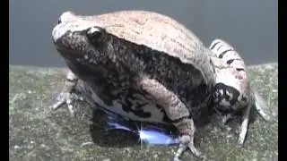 Microhyla ornata1