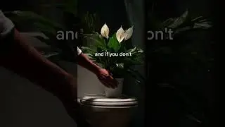 Window or no window, these plants will still work 🪴 #Houseplants #BedroomPlants #BathroomPlants