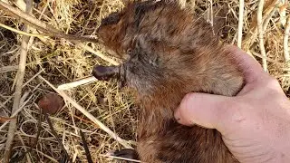 Отлов норок и ондатр в небольших ручьях.