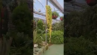 19 de janeiro de 2026#holambra #cidadedasflores #plantas #flores