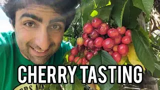 Keepers Nursery, cherry fruit tasting, reviewing the best varieties to grow, bird netting advice