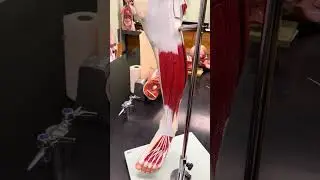 Muscles of the Lower leg