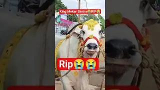 #rkbulls #simha #rip #subscribe #shortvideos #viralvideo #viral #ongolebulls