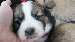 Маму - в отлов, щенков - на произвол судьбы! Mom - to catch, puppies - to the mercy of fate!
