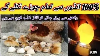 Hatching Hen Eggs Naturally | Deference Between Fertile and Infertile Eggs