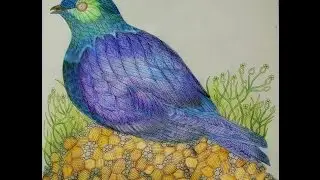 Millie Marotta's Wild Savannah Bird Colouring TimeLapse