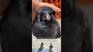 Crow rescue #animals #wildliferescue #lovestory #rescue #cute #wildlife #animalrescue #crow #love
