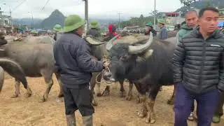 ngày 03/01/2026 giá chợ trâu bò bắc hà tiết tục tang cao