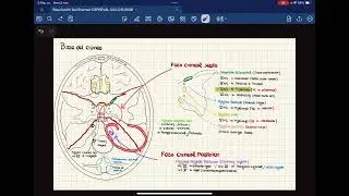 Resolución del primer examen CEPREVAL CICLO B 2026 (￼curso de ANATOMÍA)
