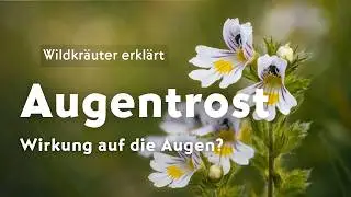 Augentrost (Euphrasia) &ndash; Wirkung auf die Augen? Botanik & Forschung | Wildkr&auml;uter einfach erkl&auml;rt