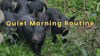 A Quiet Morning Routine on our Zimbabwean Homestead