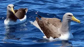 2 stunning Chatham Mollymawk out at The Petrel Station - Oct 2020, Tutukaka, New Zealand