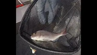 The search for the elusive Tasmanian SNAPPER