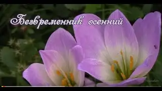 Безвременник осенний. Colchicum autumnale