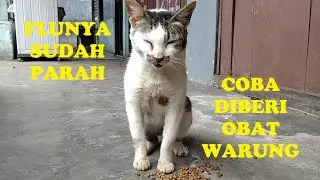 Mengobati flu berat pada kucing Chun Li