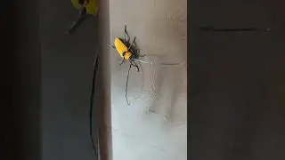 Unique Bugs #rareone #amazing #shortsvideo #viral