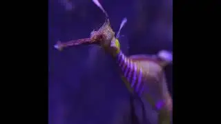 All About the Leafy Sea Dragon #animals #ocean #leafyseadragon #allaboutanimals #fun