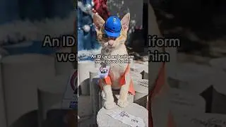 Orange Cat Hired as Emotional Support Manager #rescuecat #emotionalsupport #orangecat
