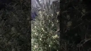 Freakshow 19 days of 🌼 flower under the Black Dog Led PhytoMax 2-400