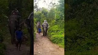 elephant 🐘#elephant #ride#munnar #munnarhillstation #kerala #instagram #india#feeding